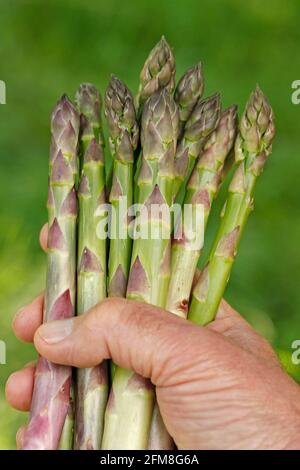 Spargel pflücken. Stockfoto