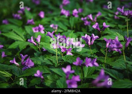 Waldwildblumen Cardamine pentaphyllos im Frühjahr Stockfoto