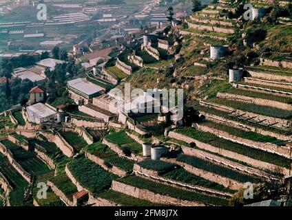 CULSO EN TERRAZAS EN LA REGION DE LIGURIEN. Lage: AUSSEN. OSPEDALETTI. ITALIEN. Stockfoto