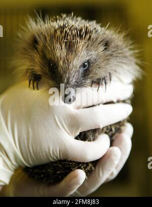 Tigiwinkles Wildlife Hospital in Buckinghamshire ..Young Hedgehog pic David Sandison Stockfoto