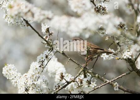 Dunnock (Prunella modularis), RSPB Labrador Bay Nature Reserve, Shaldon, Devon, Großbritannien. Stockfoto