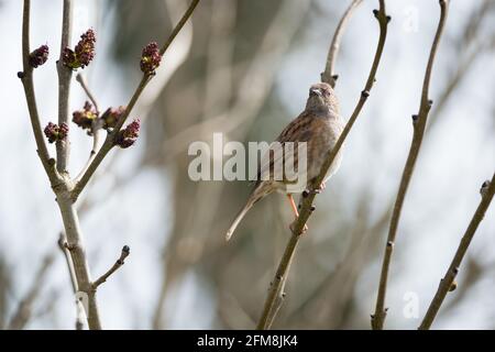 Dunnock (Prunella modularis), RSPB Labrador Bay Nature Reserve, Shaldon, Devon, Großbritannien. Stockfoto