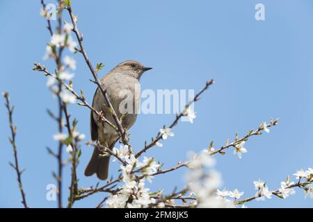 Dunnock (Prunella modularis), RSPB Labrador Bay Nature Reserve, Shaldon, Devon, Großbritannien. Stockfoto