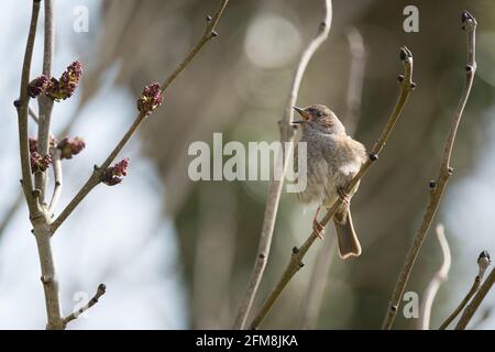 Dunnock (Prunella modularis), RSPB Labrador Bay Nature Reserve, Shaldon, Devon, Großbritannien. Stockfoto