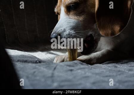 Nahaufnahme des Beagle-Kauens von Zahnstäbchen auf dem Sofa. Stockfoto