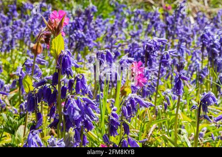 Bluebell-Wald im Frühling Stockfoto