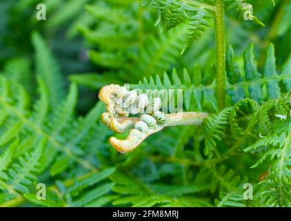 Nahaufnahme des neuen Wachstums von Leptosporangiat-Kräuselfarnen Stockfoto