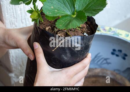 Erdbeeren in einen Blumentopf Pflanzen. Hände halten einen Erdbeerbusch zum Pflanzen Stockfoto