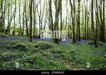 Camborne, Pendarves Wood,7. Mai 2021,das violette Leuchten eines bluebelligen Holzes ist ein unglaubliches Wildblumenspektakel, das bei einem Spaziergang durch die Pendarves Woods in Camborne, Cornwall, zu sehen war. Wenn Wind und Regen für die nächste Woche prognostiziert werden, können sie schnell verschwinden. Credit Keith Larby/Alamy Live News Stockfoto