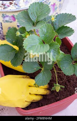 Erdbeeren im Prozess der Pflanzung in den Boden mit Frauen Hände. Stockfoto