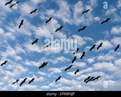 Störche Migration. Eine Schar von Schwarzstörchen, die überfliegen. Wunderschöne Wolken im Hintergrund. Stockfoto