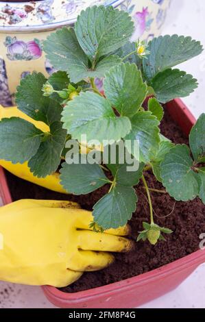 Erdbeeren im Prozess der Pflanzung in den Boden mit Frauen Hände. Stockfoto