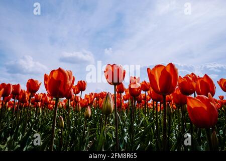 Tulpenfeld in den Niederlanden, farbenfrohe Tulpenfelder in Flevoland Noordoostpolder Holland, niederländische Frühlingsansichten in den Niederlanden, farbenfrohe Tulpenblumen im Frühling Stockfoto