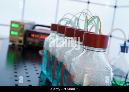 Biowasserstoff-Droduktionsforschung durch Fermentation. Die Fermentation von nachwachsenden Rohstoffen durch Bakterien erfolgt in der dunklen Gärung Resea Stockfoto