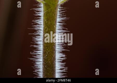 Makro von flauschigen Tomatenstämmen. Stockfoto