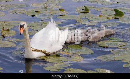 Mute Swan Cygnus olor mit Cygnets schwimmen durch lilly Pads Stockfoto