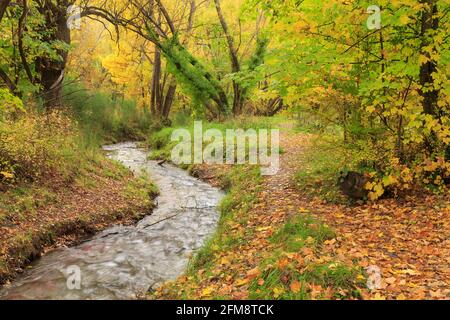 Ein Bach, der durch einen Wald aus Herbstbäumen fließt. Fotografiert am Bush Creek, Arrowtown, Neuseeland Stockfoto