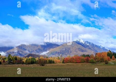 Eine ländliche Herbstlandschaft auf der Südinsel Neuseelands. Eine Reihe von bunten Bäumen vor verschneiten Bergen. Fotografiert in der Nähe von Arrowtown, NZ Stockfoto