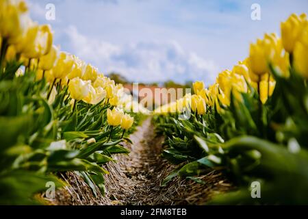 Tulpenfeld in den Niederlanden, farbenfrohe Tulpenfelder in Flevoland Noordoostpolder Holland, niederländische Frühlingsansichten in den Niederlanden, farbenfrohe Tulpenblumen im Frühling Stockfoto