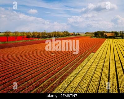 Tulpenfeld in den Niederlanden, farbenfrohe Tulpenfelder in Flevoland Noordoostpolder Holland, niederländische Frühlingsansichten in den Niederlanden, farbenfrohe Tulpenblumen im Frühling Stockfoto