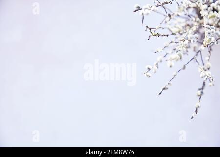 Der Frühling versiegelt Pflanzen auf weißem Hintergrund. Draufsicht. Hochwertige Fotos Stockfoto