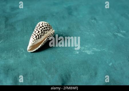 Schwarzer Kegel auf blauem Hintergrund. Conus Marmoreus. Schale Mit Weißem Dreieck. Stockfoto