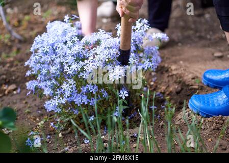 Frau schaufelt blaue Phlox-Sämlinge zum Pflanzen Stockfoto