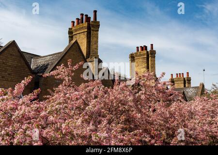 Unter interessanten Schornsteinen auf den ehemaligen Eisenbahnhütten neben der Mill Road Bridge, Cambridge, Großbritannien, blüht ein rosafarbener Apfel. Stockfoto