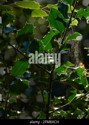 Ein Stechbusch mit Spinnennetz, Licht durch Herbstsonne. Das Netz hat eines der ersten gefallenen Blätter der Saison gefangen, Gold gegen das immergrüne. Stockfoto