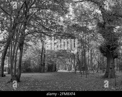 Eine Allee mit Blättern, die durch Highgate Woods verstreut ist und zum Wandern und Erkunden durch das komplizierte Gewirr von Bäumen und Ästen einlädt. Stockfoto