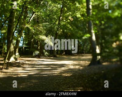 Ein traumhafter Blick auf eine Allee durch Highgate Woods bei strahlendem Sonnenschein, der zum Wandern und Erkunden des magischen Waldes einlädt. Stockfoto