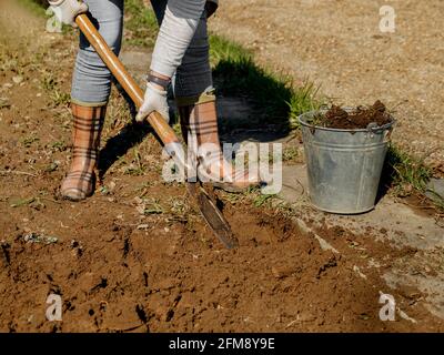 Schaufel aus Metalltuch und Holzgriff in den Händen der Frau gräbt Boden für das Pflanzen von Tomaten. Stockfoto