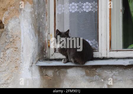 Graue Straßenkatze sitzt auf der Fensterbank. Die Katze ruht am Fenster eines alten Hauses. Stockfoto