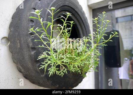 Blumen in Reifen gepflanzt Stockfoto