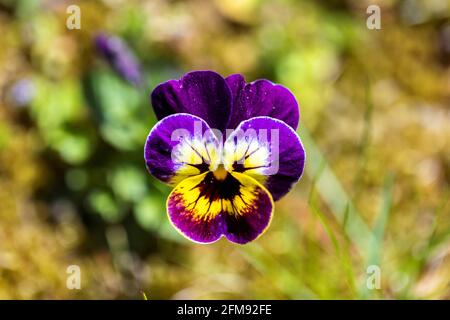 Ein von oben nach unten getrabenes Porträt einer einzelnen violetten und gelben Viola-Blume, die an einem sonnigen Tag auf einem Rasen eines Gartens steht. Die kleine Anlage ist Teil des vio Stockfoto