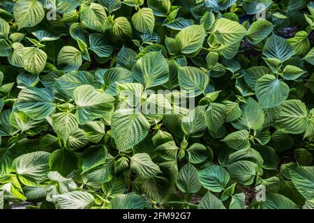 Frische Salatblätter, Nahaufnahme Stockfoto