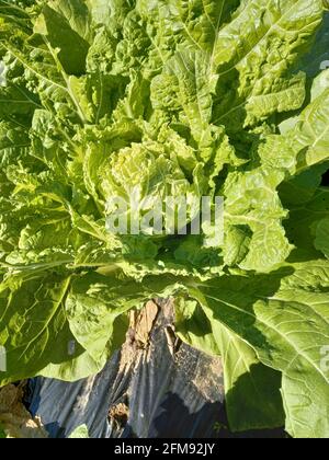 Frische Salatblätter, Nahaufnahme Stockfoto