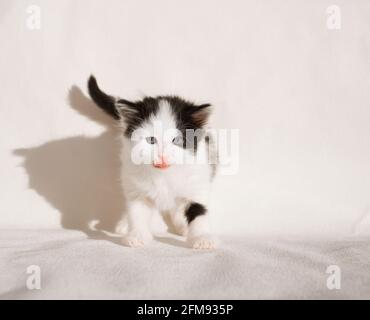 Lustiges schwarz-weißes Kätzchen schaut in den Rahmen, leckt seine Lippen. Feline positiv. Frohe Kindheit von geliebten Haustieren Stockfoto