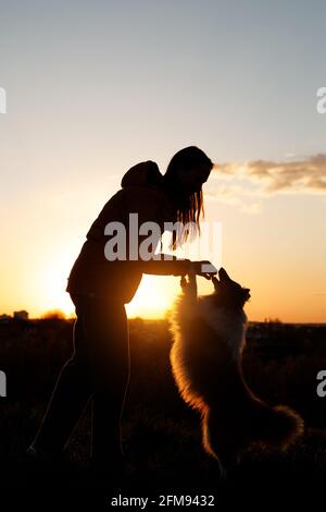 Der Besitzer füttert das Haustier. Frau und ihr Hund bei Sonnenuntergang. Stockfoto