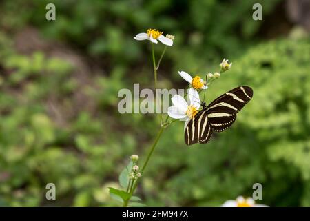 Zebra Longwing Heliconius charitonius Schmetterling sitzt auf einer Blume in Ek Balam maya Ruinen, Yucatan, Mexiko Stockfoto