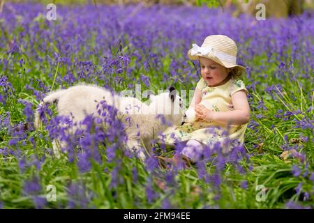 Arley, Worcestershire, Großbritannien. Mai 2021. Die zweijährige Myla May Mills füttert Clemmie, ein verwaisstes, zwei Wochen altes Lamm, das in einem wunderschönen Feld von Bluebells in der Nähe ihres Hauses in Arley, Worcestershire, Großbritannien, liegt. Kredit: Peter Lopeman/Alamy Live Nachrichten Stockfoto