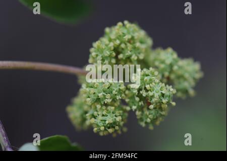 Gelbe Blüten auf Ästen Stockfoto