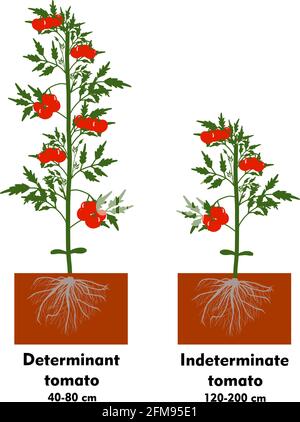 Tomaten in den Boden Pflanzen. Eine Tomate anbauen. Sämling. Ausschiffung im Gewächshaus. Technologie für den Gemüseanbau. Gartenbau. Determinant Stock Vektor