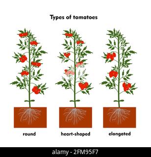 Tomaten in den Boden Pflanzen. Eine Tomate anbauen. Sämling. Ausschiffung im Gewächshaus. Technologie für den Gemüseanbau. Gartenbau. Determinant Stock Vektor