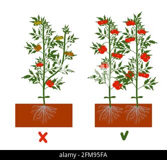 Tomaten in den Boden Pflanzen. Eine Tomate anbauen. Sämling. Ausschiffung im Gewächshaus. Technologie für den Gemüseanbau. Gartenbau. Determinant Stock Vektor