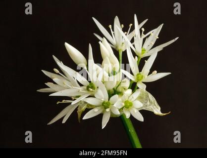 Ramson oder Wild Knoblauchblüten in den Wäldern Großbritanniens. Der Waldboden ist oft ein Teppich aus diesen weißen Blüten, die mit Bluebells gemischt sind Stockfoto