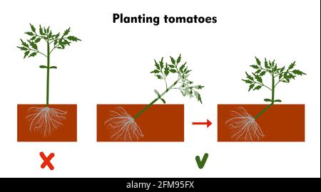 Tomaten in den Boden Pflanzen. Eine Tomate anbauen. Sämling. Ausschiffung im Gewächshaus. Technologie für den Gemüseanbau. Gartenbau. Determinant Stock Vektor