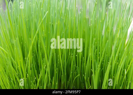 Natürliche grüne Gras Nahaufnahme Hintergrundstruktur Stockfoto