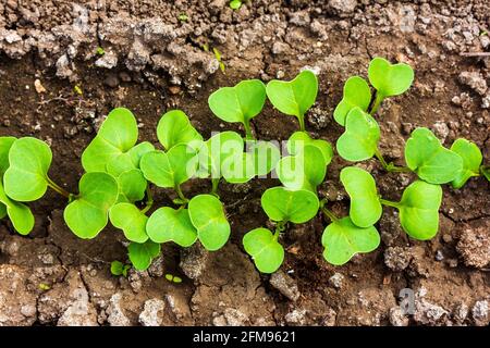 Grüne Blätter von Rettich-Sämlingen im Gemüseaufbau Anzeigen Stockfoto