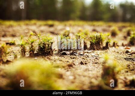 Baumschule von Tannenbäumen. Draufsicht auf die glatten Reihen von Beeten mit jungen Bäumen. Wiederherstellung von Nadelwäldern. Eine Person pflanzt viele Baumkeimlinge Stockfoto